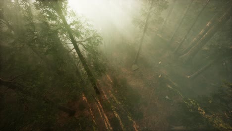 Drohne-Bricht-Durch-Den-Nebel,-Um-Mammutbäume-Und-Kiefern-Zu-Zeigen